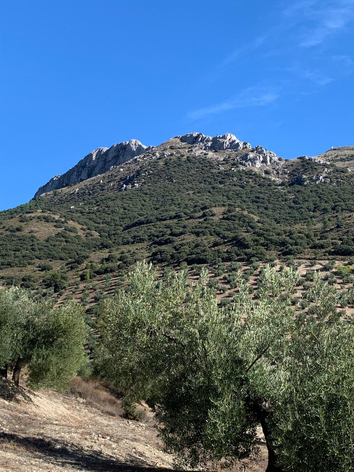 Vistas a la Cresta el Diablo entre olivares y monte