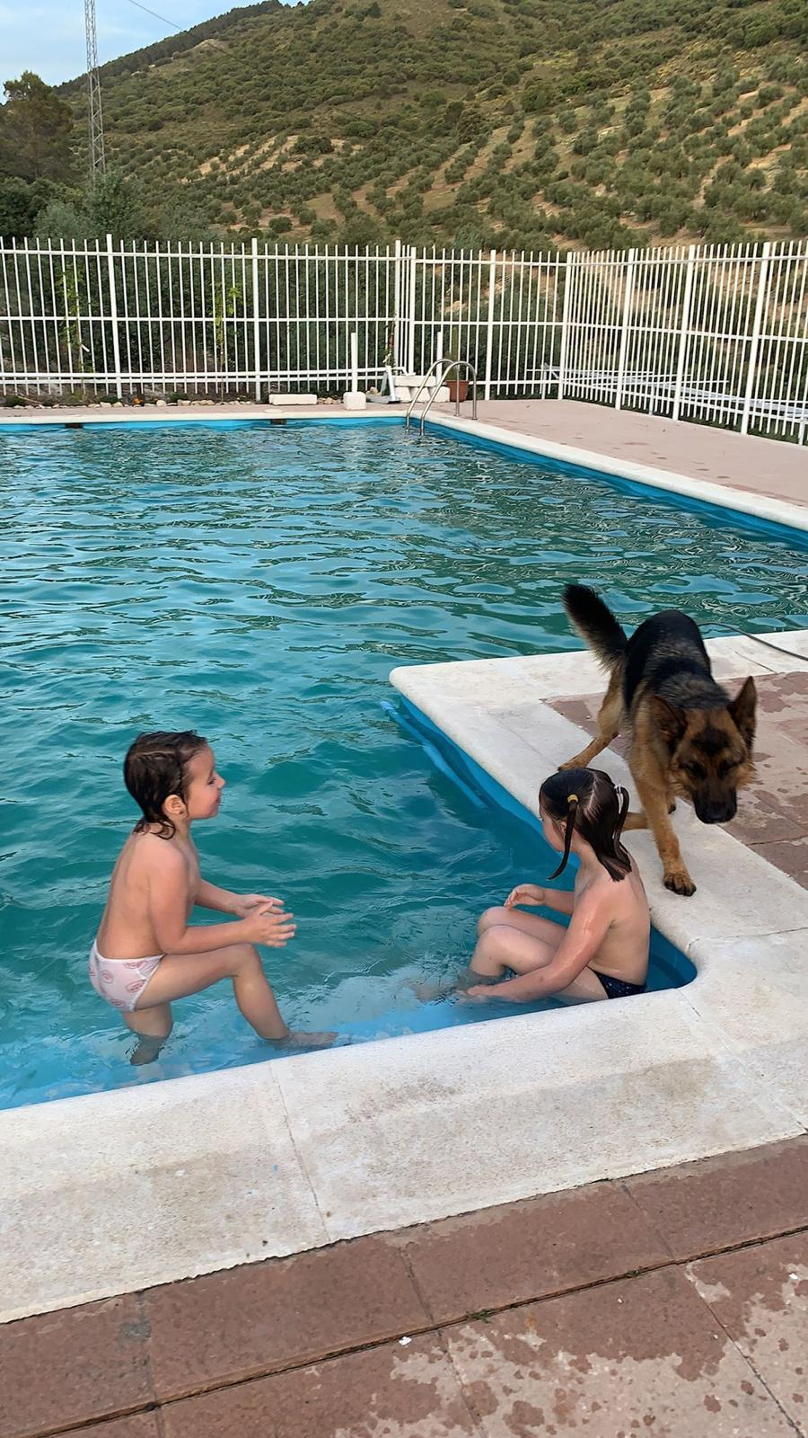 Niños jugando en la piscina junto al perro de la casa